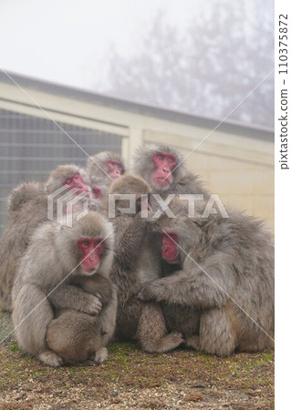 Choshikei Monkey Country [Tonosho Town, Shozu District, Kagawa Prefecture (Shodoshima)] 18 110375872