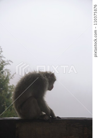 銫子溪猴國【香川縣小豆郡土莊町(小豆島)】21 銫子溪猴國【香川縣小豆郡土莊町(小豆島)】21 110375876