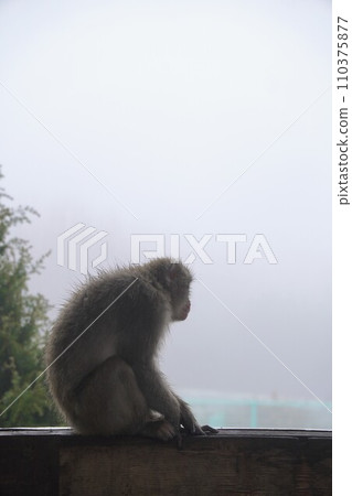 Choshikei Monkey Country [Tonosho Town, Shozu District, Kagawa Prefecture (Shodoshima)] 22 110375877