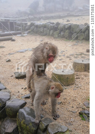 銫子溪猴國【香川縣小豆郡土莊町(小豆島)】25 銫子溪猴國【香川縣小豆郡土莊町(小豆島)】25 110375881