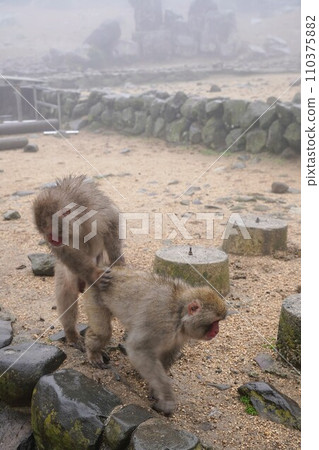 銫子溪猴國【香川縣小豆郡土莊町（小豆島）】26 110375882