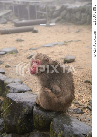 銫子溪猴國【香川縣小豆郡土莊町（小豆島）】27 110375883