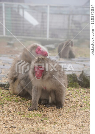 銫子溪猴國【香川縣小豆郡土莊町（小豆島）】28 110375884