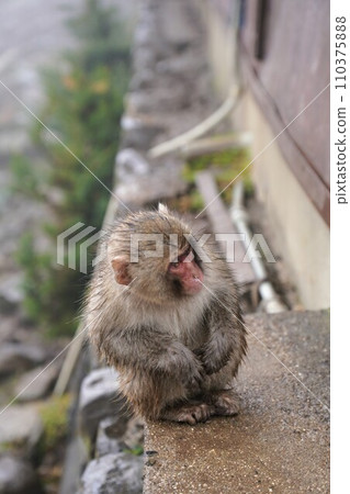 Choshikei Monkey Country [Tonosho Town, Shozu District, Kagawa Prefecture (Shodoshima)] 31 110375888