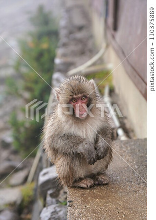 Choshikei Monkey Country [Tonosho Town, Shozu District, Kagawa Prefecture (Shodoshima)] 32 110375889