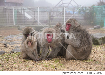 銫子溪猴國【香川縣小豆郡土莊町(小豆島)】35 銫子溪猴國【香川縣小豆郡土莊町(小豆島)】35 110375892