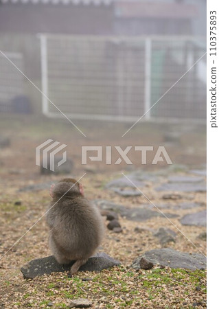 銫子溪猴國【香川縣小豆郡土莊町(小豆島)】36 銫子溪猴國【香川縣小豆郡土莊町(小豆島)】36 110375893