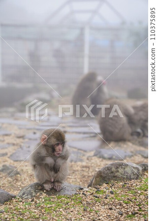 Choshikei Monkey Country [Tonosho Town, Shozu District, Kagawa Prefecture (Shodoshima)] 37 110375895