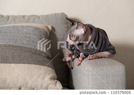 Canadian Sphynx cat in clothes in gray warm bodysuit at home. Canadian Sphynx cat in clothes in gray warm bodysuit at home. 110376008