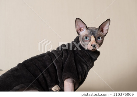 Canadian Sphynx cat in clothes in gray warm bodysuit, copy space for text Canadian Sphynx cat in clothes in gray warm bodysuit, copy space for text 110376009