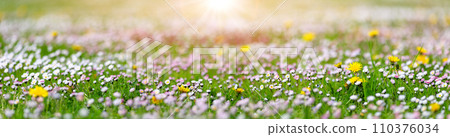 Meadow with lots of white spring daisy flowers and yellow dandelions in sunny day. 110376034
