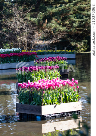 Tulip at Hitachi Beach Park Tulip at Hitachi Beach Park 110376068