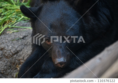 Japanese black bear bear Japanese black bear bear 110376122