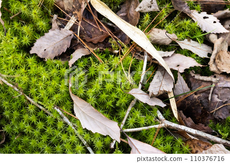 Moss and fallen leaves 110376716