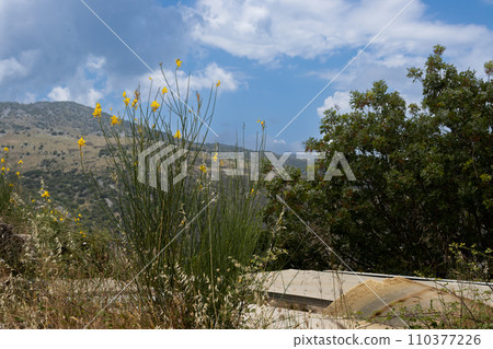 Fresh vegetation in the spring, Corfu, Greece Fresh vegetation in the spring, Corfu, Greece 110377226