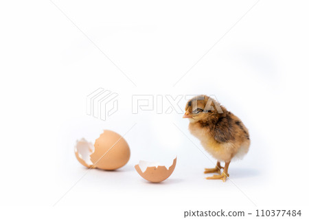 Newly hatched French Faverolles chicks isolated on white background - selective focus, copy space 110377484