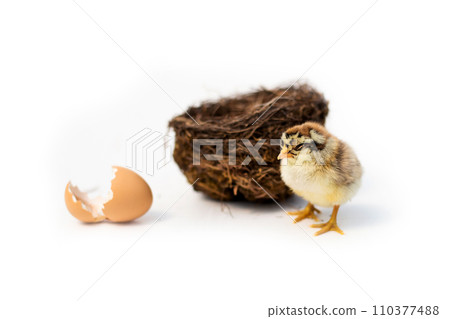 Newly hatched French Faverolles chicks isolated on white background - selective focus, copy space 110377488