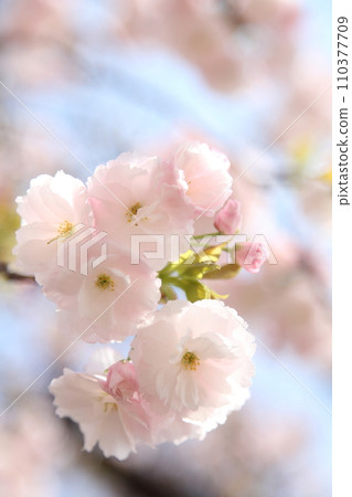 一片盛開的櫻花葉 110377709