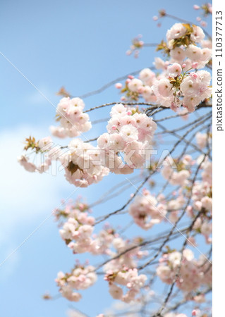 一片盛開的櫻花葉 一片盛開的櫻花葉 110377713