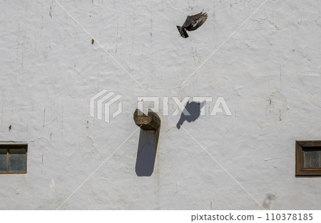 White wall and a pigeon, Teguise, Lanzarote 110378185