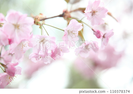 Choshu Hizakura cherry blossoms in full bloom and soft light Choshu Hizakura cherry blossoms in full bloom and soft light 110378374