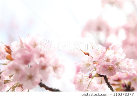 長州日櫻盛開,花瓣在陽光下閃閃發光 長州日櫻盛開,花瓣在陽光下閃閃發光 110378377