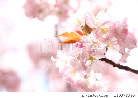 Choshu Hizakura cherry blossoms in full bloom and sunlight 110378380