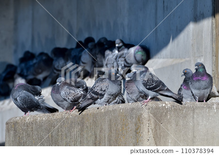 Pigeon sleeping in a flock of pigeons Pigeon sleeping in a flock of pigeons 110378394