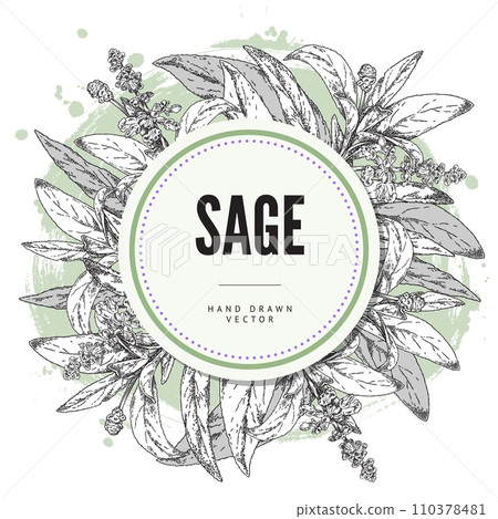 Sage herb, round design composition in sketch style, vector illustration Sage herb, round design composition in sketch style, vector illustration 110378481