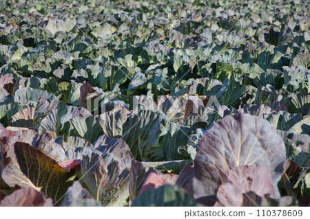 A field full of cabbages that are about to be harvested A field full of cabbages that are about to be harvested 110378609