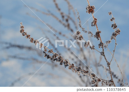 Freeze-framed beauty of a plant coated in nature's frozen jewels. A close-up of a plant draped in shimmering frost. Winter specific. 110378645