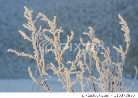 Freeze-framed beauty of a plant coated in nature's frozen jewels. A close-up of a plant draped in shimmering frost. Winter specific. 110378650