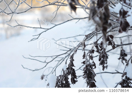 Branches covered with frost. Winter wonderland. Freeze-framed beauty of a plant coated in nature's frozen jewels. A close-up of a plant draped in shimmering frost. Winter specific. 110378654