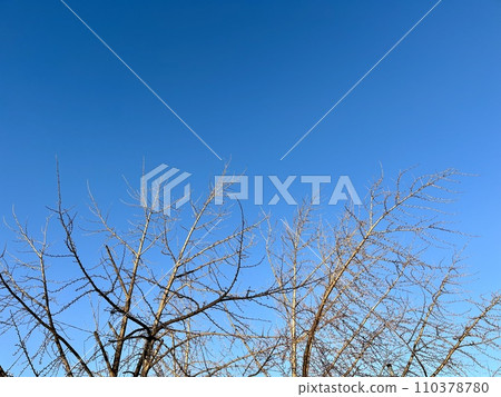 Winter morning blue sky and tree photo material 4:3 110378780