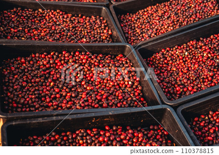 red cherry coffee beans In the basket drying red cherry coffee beans In the basket drying 110378815