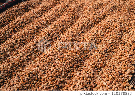 Coffee beans are being dried in a drying plant 110378883