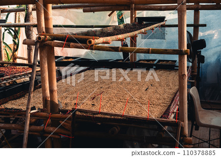 Coffee beans are being dried in a drying plant 110378885