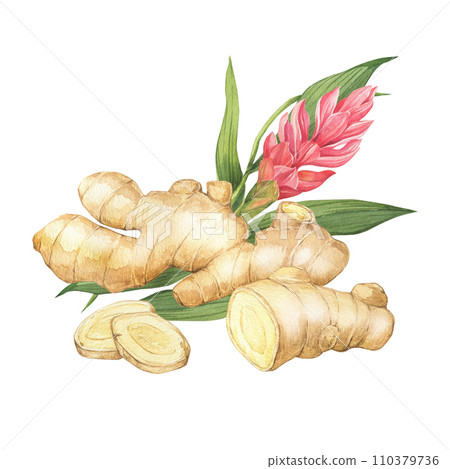 Watercolor illustration of spice ginger, leaves, flower and slices. Hand-drawn illustration isolated on the white background. Ginger root for food design. Kitchen herb and spice 110379736