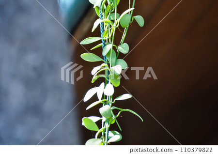 Dischidia oiantha Schltr or Dischidia sp or Dischidia and ficus pumila, climbing fig 110379822