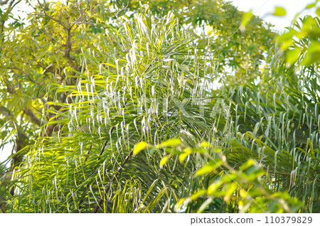 Normanbya normanbyi, Wodyetia bifurcata AK Irvine or Foxtail palm or ARECACEAE or PALMAE leaves or leaves of betel palm or betel nut or leaves of palm and sky 110379829