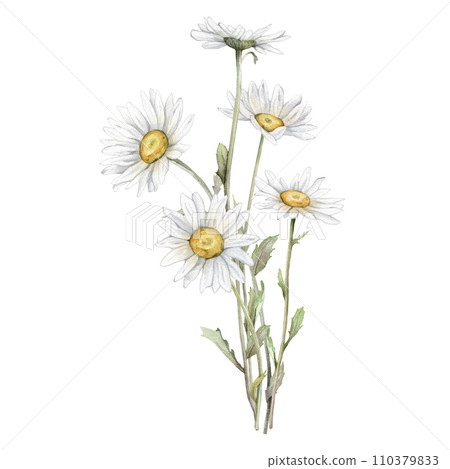 Watercolor Daisy. Hand drawn illustration of Chamomile. bouquet of white blossom flowers on isolated background. Drawing botanical clipart invitation cards. Hand painted summer rustic wildflowers. 110379833
