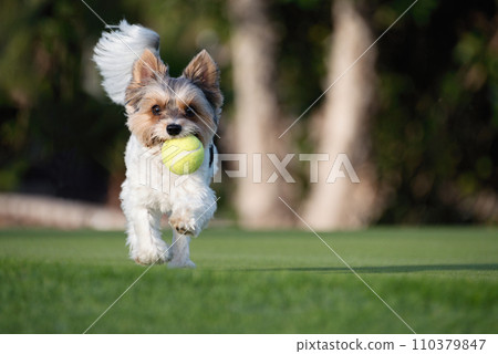 Happy Biewer Yorkshire Terrier dog running in the grass with ball toy for dogs outdoors on a sunny day. Funny puppy playing with dog toy 110379847