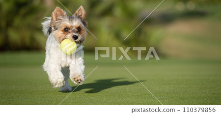 Happy Biewer Yorkshire Terrier dog running in the grass with ball toy for dogs outdoors on a sunny day. Funny puppy playing with dog toy Happy Biewer Yorkshire Terrier dog running in the grass with ball toy for dogs outdoors on a sunny day. Funny puppy playing with dog toy 110379856