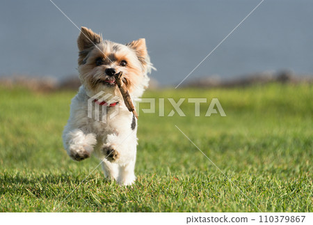 Happy Biewer Yorkshire Terrier dog running in the grass with stick toy for dogs outdoors on a sunny day. Funny puppy playing with dog toy 110379867