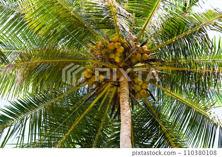 Tropical palm tree with royal coconuts and lush leaves . Tropical palm tree with royal coconuts and lush leaves . 110380108