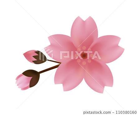 粉紅色的櫻花的插圖 櫻花花瓣的插圖 110380160