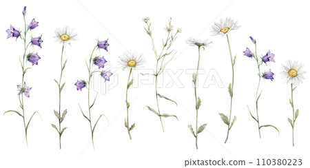 Watercolor Daisy and bluebell. Hand drawn illustration of Chamomile. Set of white and violet blossom flowers on isolated background. Drawing botanical clipart invitation cards. paint summer wildflower Watercolor Daisy and bluebell. Hand drawn illustration of Chamomile. Set of white and violet blossom flowers on isolated background. Drawing botanical clipart invitation cards. paint summer wildflower 110380223
