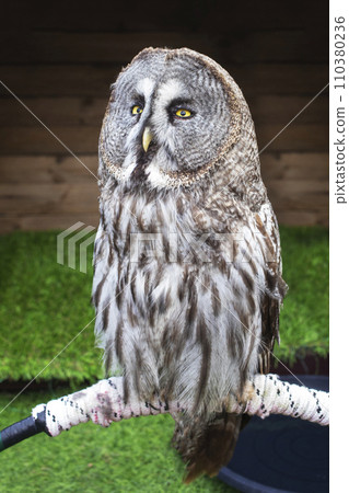 Great-grey owl, Strix nebulosa perched on a branch in city landscape Great-grey owl, Strix nebulosa perched on a branch in city landscape 110380236