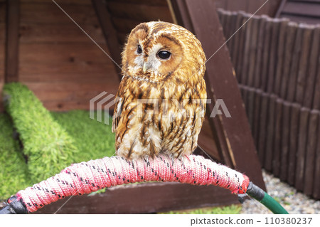 brown owl, tawny owl, strix aluco, living among humans. Pet. Bird brown owl, tawny owl, strix aluco, living among humans. Pet. Bird 110380237
