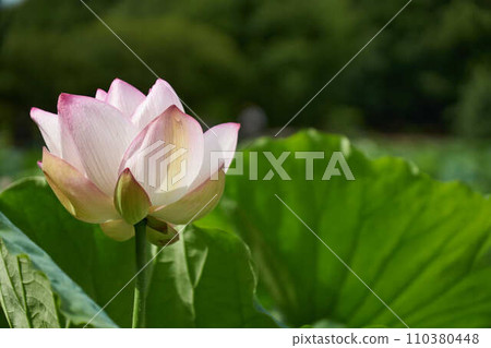 Lotus flowers and large lotus leaves blooming against the sunny sky 110380448